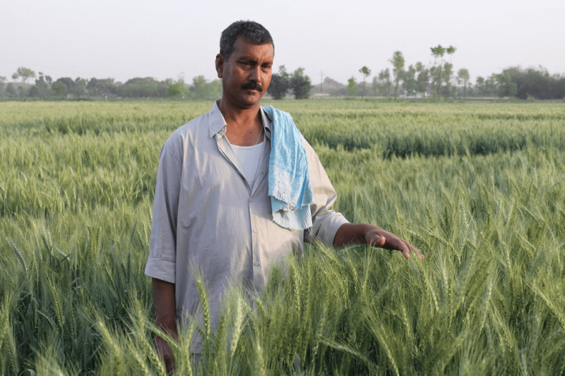 Credit: CIMMYT/Flickr (CC BY-NC-SA 2.0)