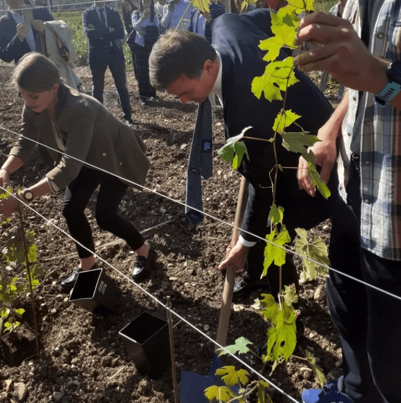 The president of the influential farmers’ association Coldiretti, Ettore Prandini, formerly very hostile to GMOs, as he plants an edited vine with his own hands in the Verona experimental field.