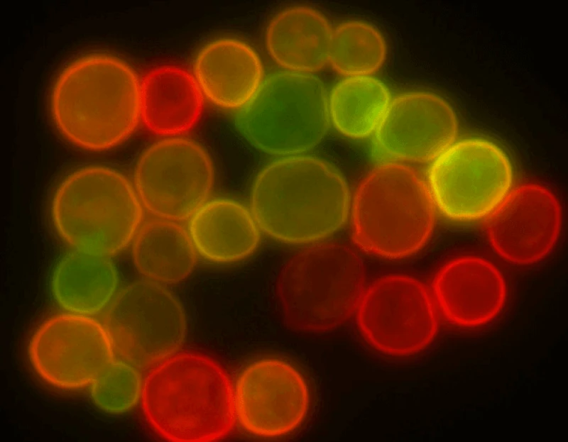 Yeast (S. cerevisiae) cell membrane visualized by membrane proteins. Credit: Masur via CC=BY-SA-3.0