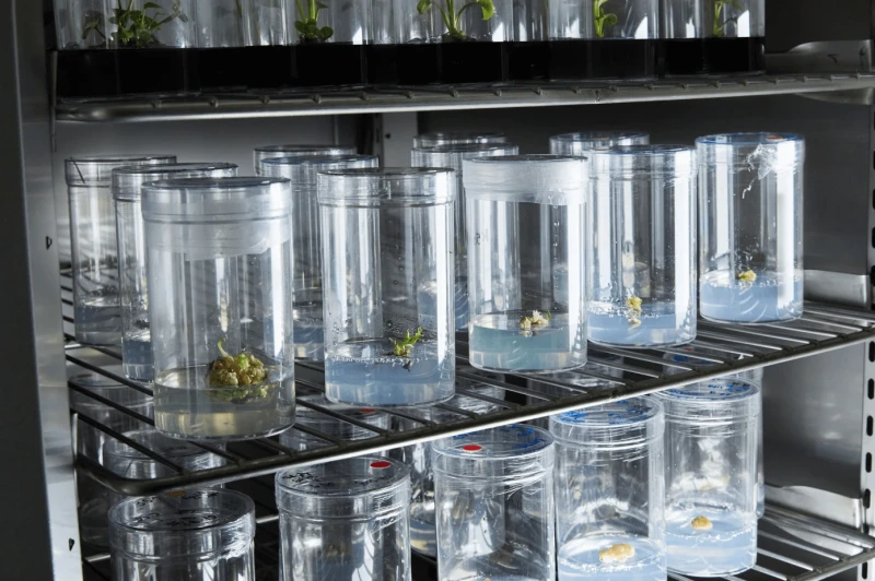 Plants are beautiful, almost magical organisms, turning CO2 into O2 for free, for everyone, forever. What if they could do the same with more harmful pollutants?Credit: Neoplants