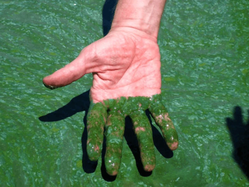 blue green algae blue green algae