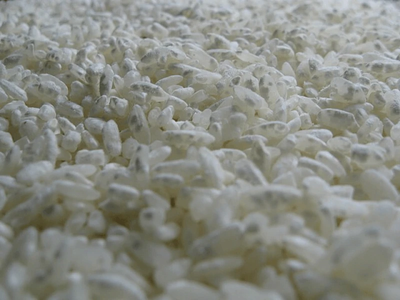 Aspergillus oryzae growing on rice. Credit: Forrest O. via Flickr and CC-BY-SA-2.0