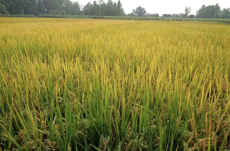 Paddy crops planted in Punjab. Researchers have developed two innovative genome-edited rice varieties, named DRR Dhan 100 (Kamala) and Pusa DST Rice 1, which aim to enhance yield and strengthen climate resilience. Image by Sarbjit Bahga via Wikimedia Commons (CC BY-SA 4.0).