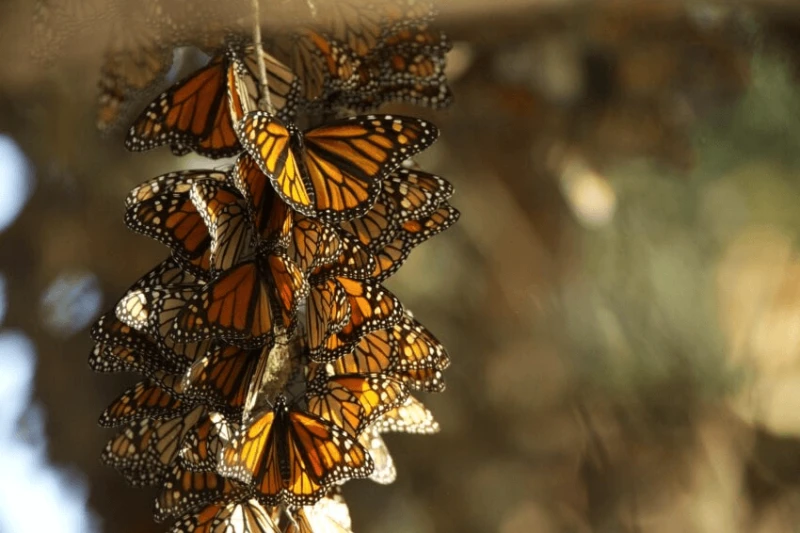 Credit: Hagerty Ryan, USFWS (CC0)
