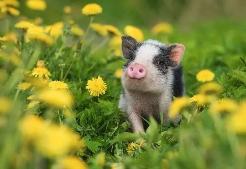 Credit: Rita Kochmarjova