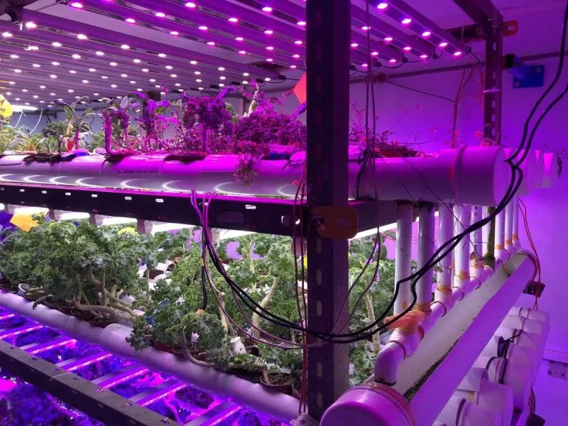 2_3 Pakistan's first vertical farm in Karachi