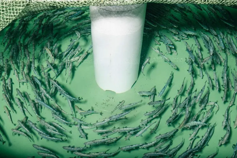 Juvenile AquaAdvantage salmon raised in a Recirculating Aquaculture System. This allows for control of temperature and keeps the fish from getting loose in the wild. Credit: AquaAdvantage