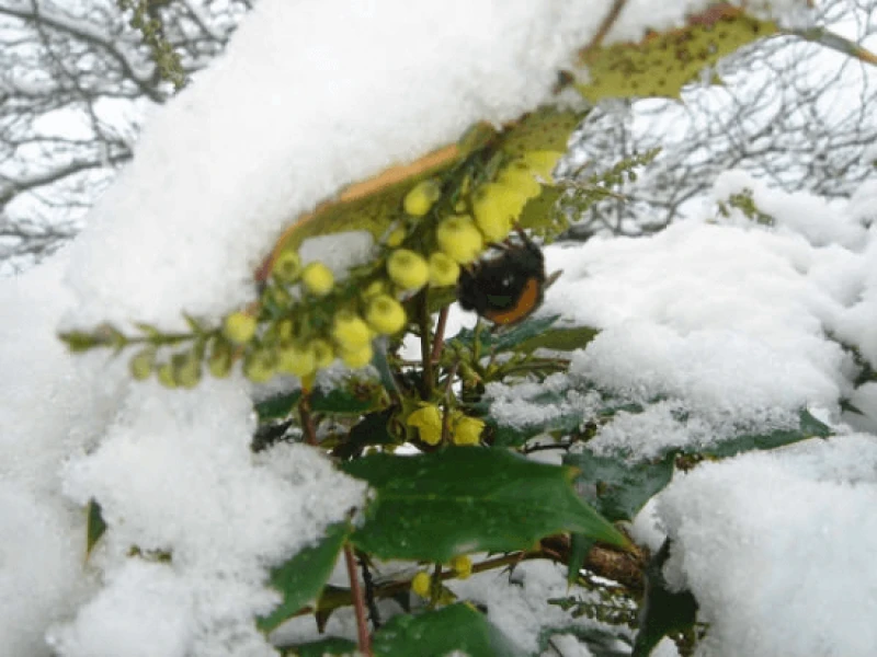 Credit: Bumblebee Conservation Trust
