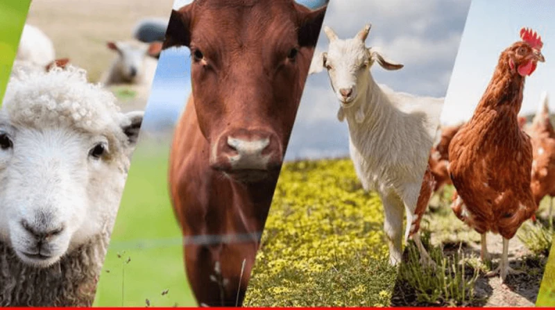 Credit: African Agri Magazine