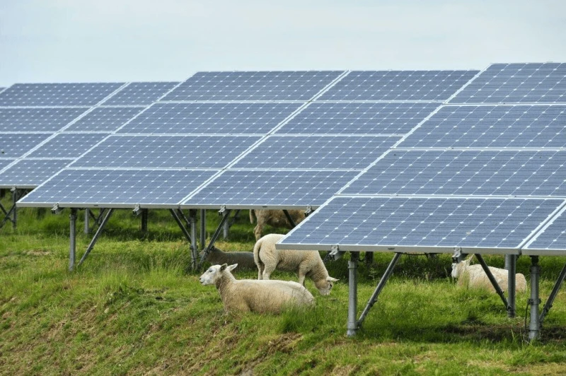 Solar_panels_with_sheep_in_Belgium Credit: Wikimedia Commons