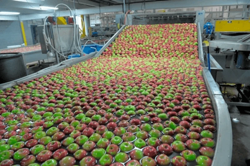 apples being packed web apples being packed web