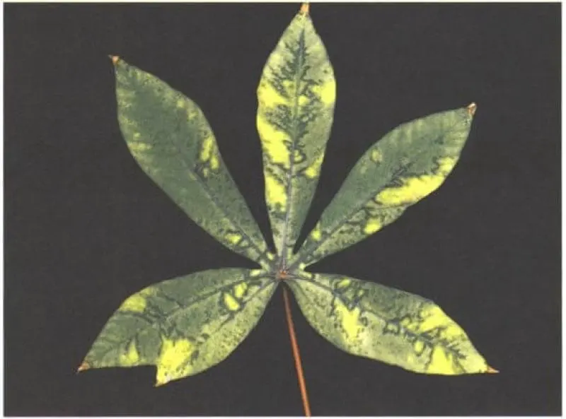 Credit: Scottish Crop Research Institute, Dundee