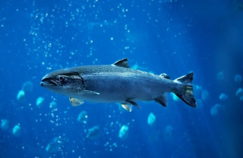 Atlantic Salmon (Salmo salar)