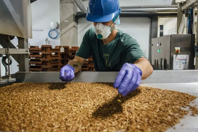 An employee loads larvae into a sorting oven inside the Ynsect insect farm. Credit: Cyril Marcilhacy/Bloomberg/Getty Images