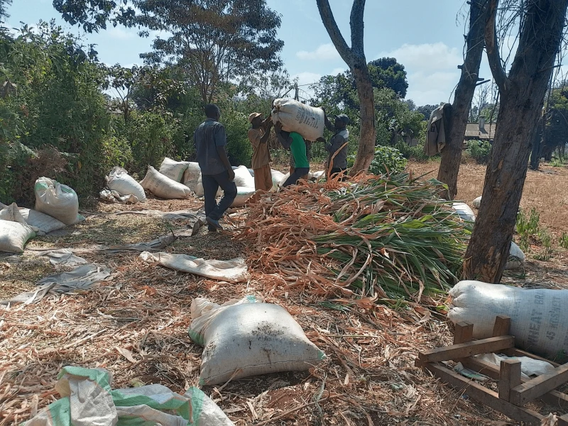 Workers carrying corn stalks that they will turn into animal feed to a waiting lorry in Limuru, Central Kenya. Credit: Godfrey Ombogo