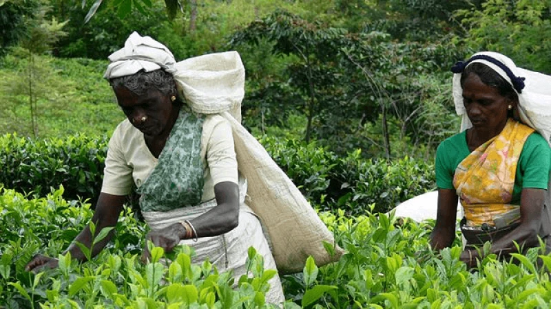 png sri lanka tea work plantation Pickers on an organic tea plantation in Sri Lanka. Credit: Dennis Keller and Tea Plantation Workers via CC-BY-2.0