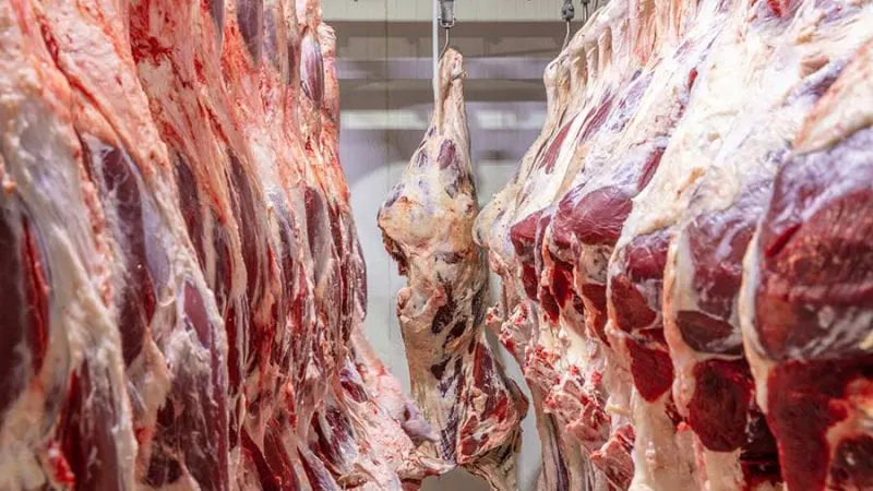 beef-abattoir-4