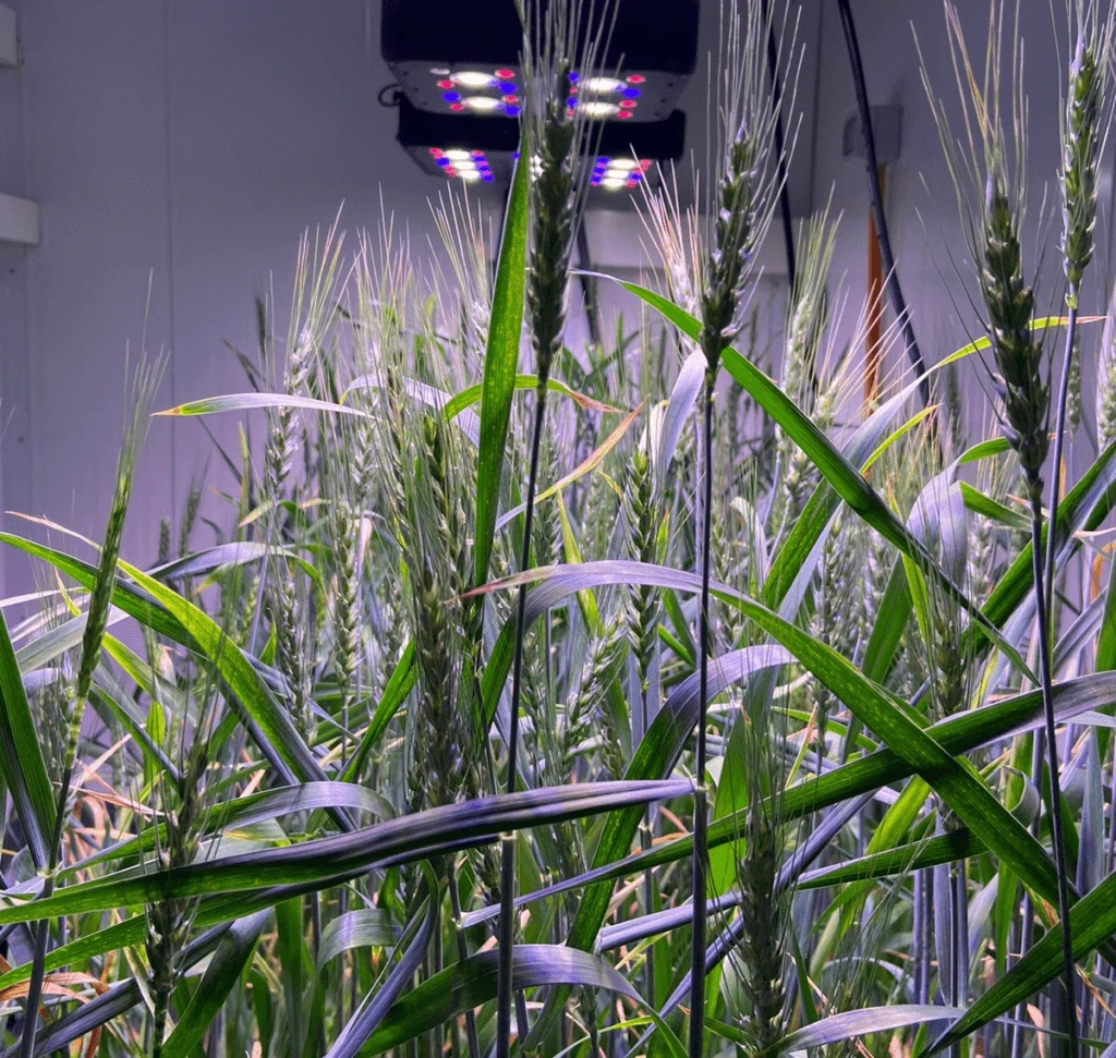 neotech png crop crispr