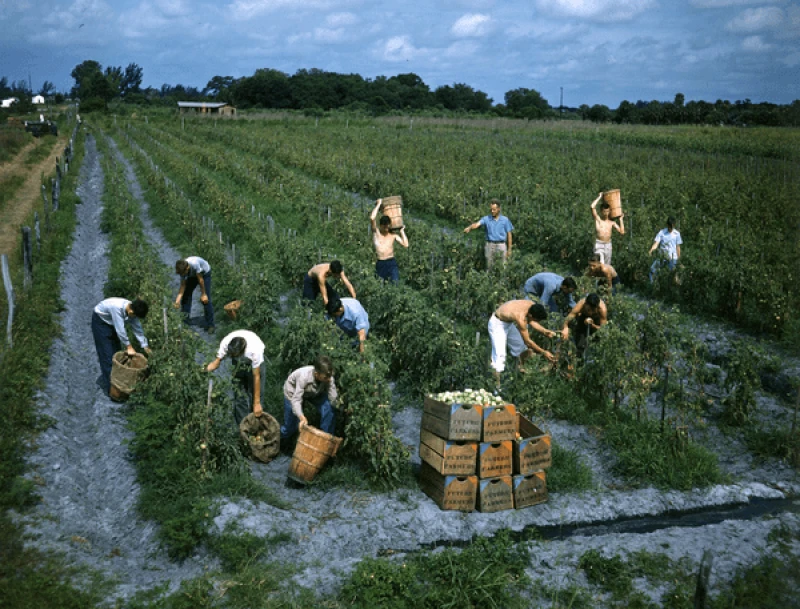 Technology in farming has also helped reduce the labor input by replacing it with machinery. Credit: Joseph Janney Steinmetz Collection via CC0-1.0