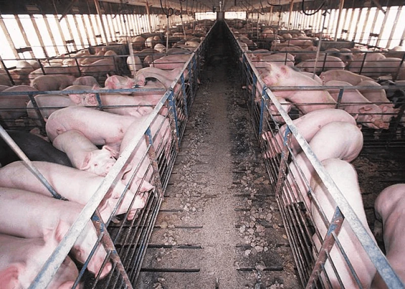 Biosecurity services are working to keep diseases like African Swine Fever (ASF) out of the United States. Credit: EPA via CC0-1.0