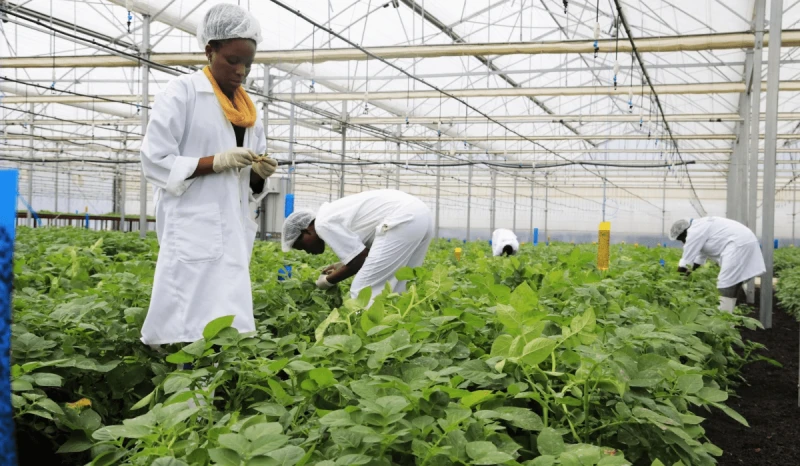 Agriculture experts work on a farm of new potato varieties grown in a greenhouse in Musanze District. Credit: Sam Ngendahimana/ New Times