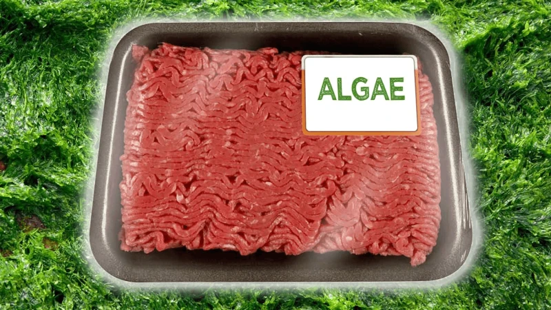 vegan algae ground beef livekindly vegan algae ground beef livekindly