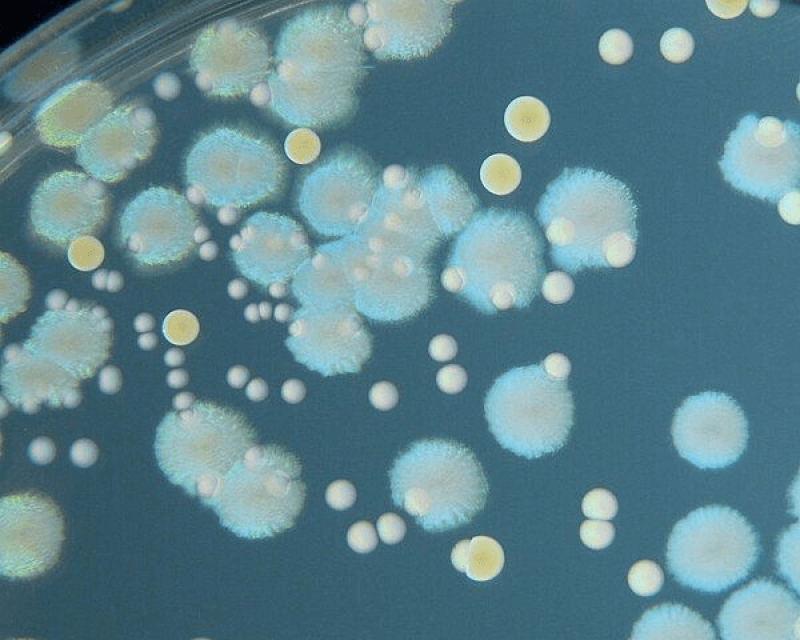 agar plate png Soil bacteria can be engineered to perform useful tasks on farms. Credit: HansN. via CC-BY-SA-3.0