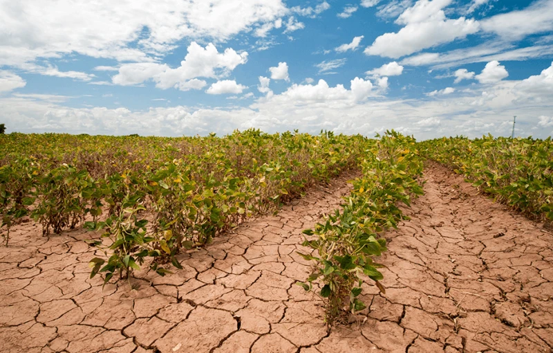 The effects of drought, seen here in a 2013 photo of a Texas soybean field, have become all too common as the climate warms. CREDIT: USDA PHOTO BY BOB NICHOLS / FLICKR
