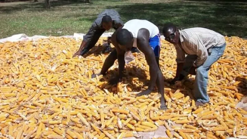 Preparation and storage are two key elements to fighting toxins. One bad kernel can spoil a lot of corn. Credit: International Institute of Tropical Agriculture