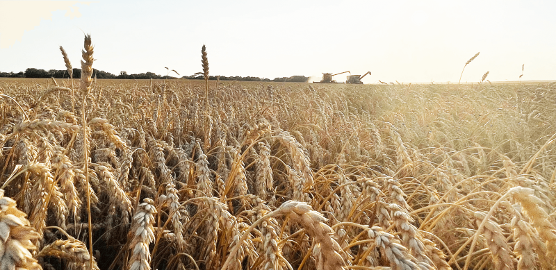 Credit: U.S. Wheat Associates