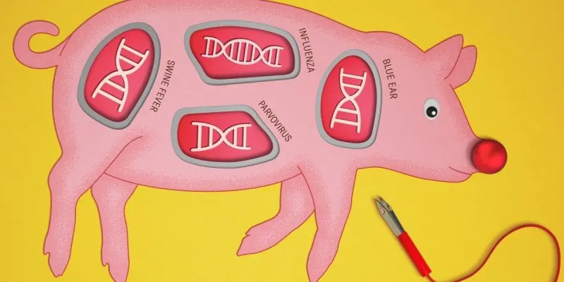 There are many other problems in animal husbandry that CRISPR and biotech could help solve. Credit: Selman Design