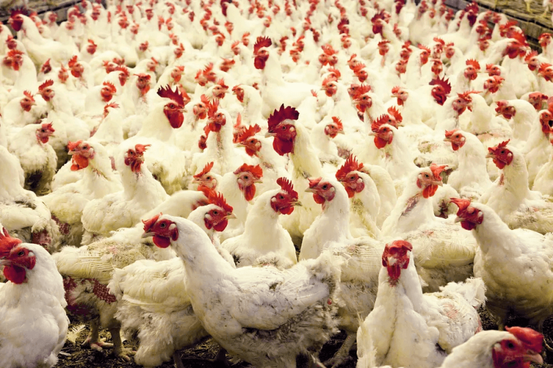 png chicken feed poultry cc Credit: Carol Highsmith via Rawpixel and CC0-1.0