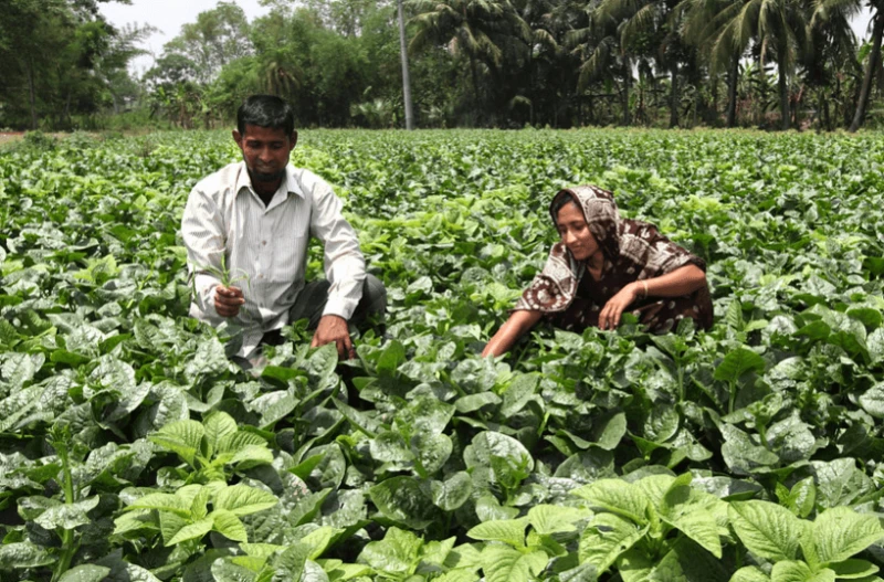 png banglaa farm A couple working on their vegetable farm in Khulna, Bangladesh. Credit: Worldfish and M. Yousuf Tushar via Flickr and CC-BY-NC-ND-2.0