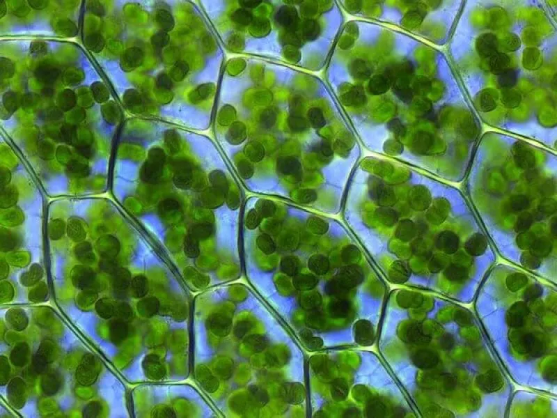 Plant cells with chloroplasts. Credit: Fabelfroh