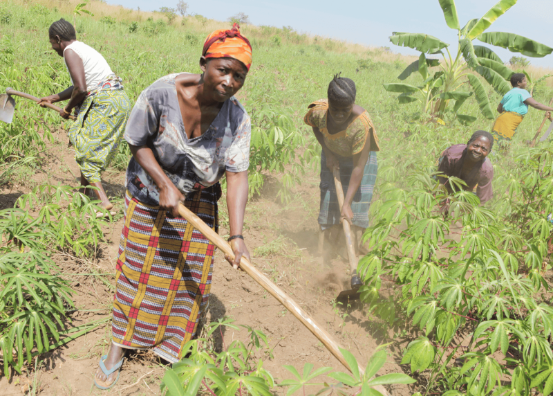 Congolese family cultivating its field on the outskirts of the town of Kalemie, Katanga province. Credit: MONUSCO and Myriam Asmani via CC-BY-SA-2.0