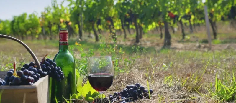 in vino veritas c est la vie en vignes atout france in vino veritas c est la vie en vignes atout france