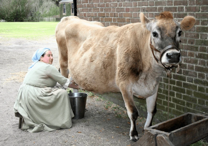 png cow milk sc Using transgenic animals as bioreactors to produce proteins of pharmaceutical interest has been proposed as an efficient alternative to increase protein production while decreasing costs. Credit: Gloria Manna via CC-BY-ND-2.0