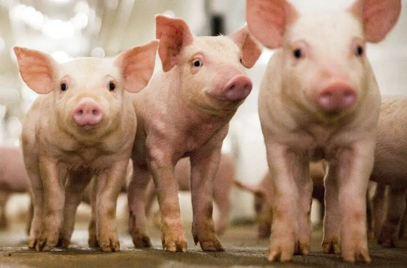 _20240220_on_crispr_pig
