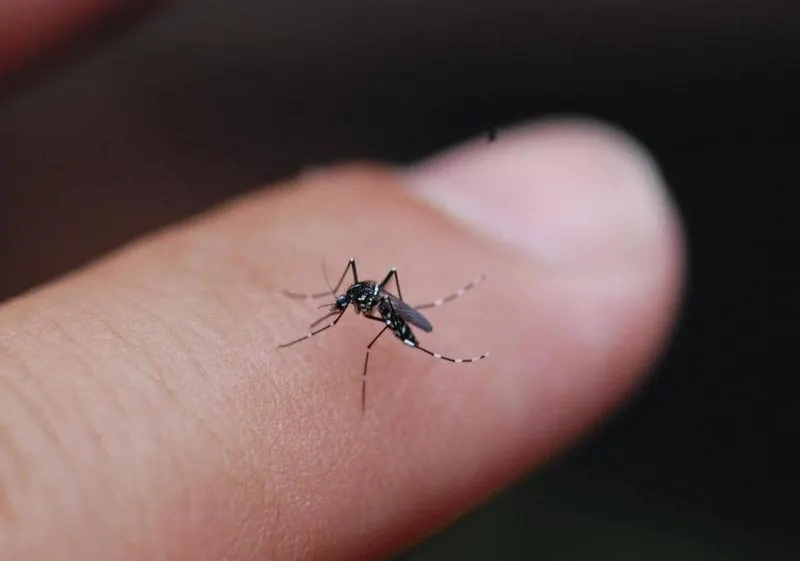 Credit: Ary Farajollahi/Bugwood.org