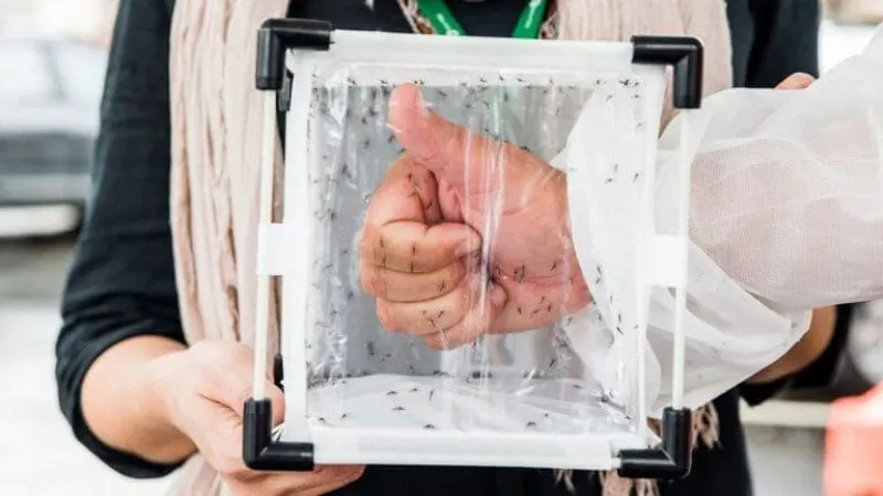 The sterile mosquitos to be released are non-biting males. Credit: Oxitech