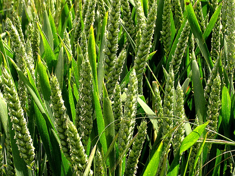 cereal crop wheat near ashampstead and bradfield geograph