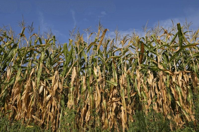 corn corn plant cornfield food