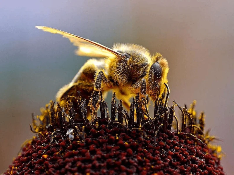 honeybee apis mellifera bees collecting pollen adf e honeybee apis mellifera bees collecting pollen adf e