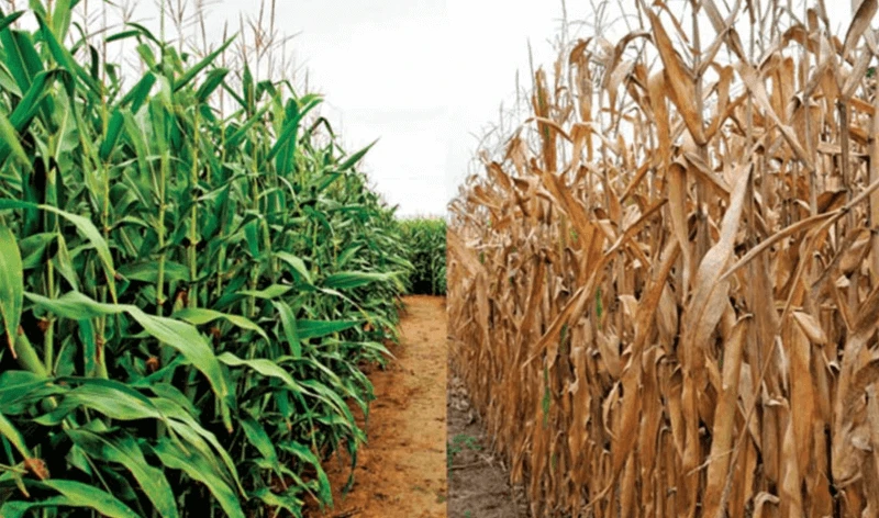 Screen-Shot-2018-04-23-at-12.01.38-PM-pe4vjv5elrav4i34yvhbgi54uaeco17bv1gemu0dio Image source: Biosciences for Farming in Africa