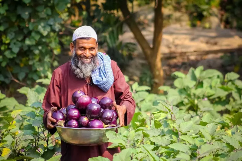 GMO brinjal (eggplant) grown in Bangladesh