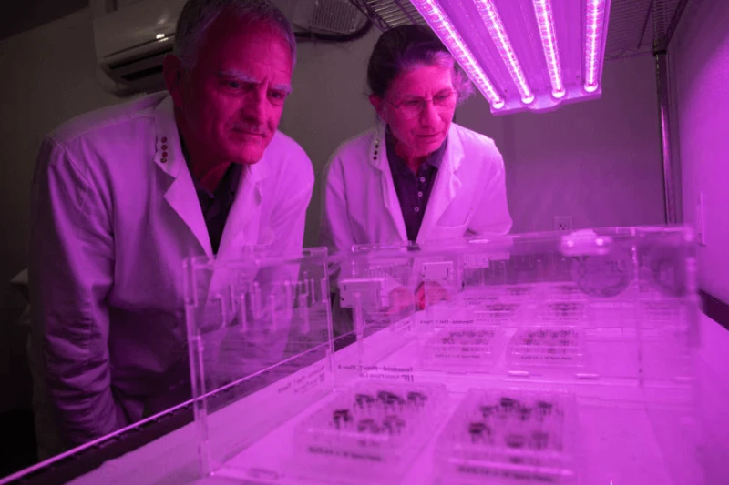 Rob Ferl, left, and Anna-Lisa Paul looking at the plates filled part with lunar soil and part with control soils, now under LED growing lights. At the time, the scientists did not know if the seeds would even germinate in lunar soil. Credit: UF/IFAS photo by Tyler Jones