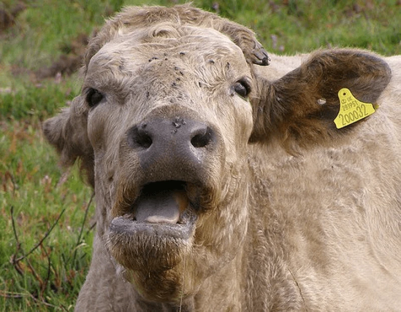 cowburp Credit: Jim Champion/Flickr