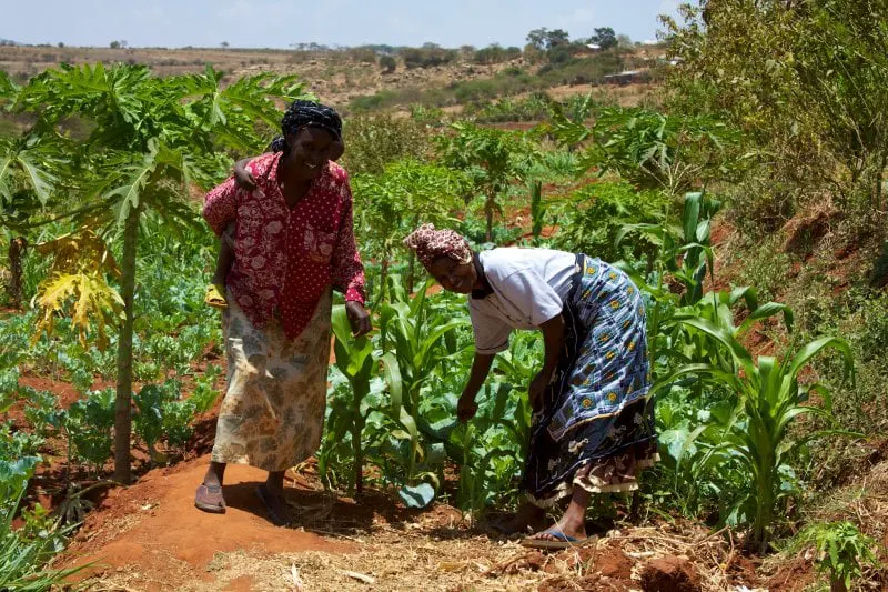 The 28-member Mbini self-help group (SHG) in Machakos farms a 4-acre plot where they grow oranges, avocado, vegetables, maize. The group members also have their own plots, do bee keeping, baking of cakes, and rear goats, cattle and chickens. Their challenges are lacking capital to expand and pump water, lacking insurance and storage facilities for their produce.
