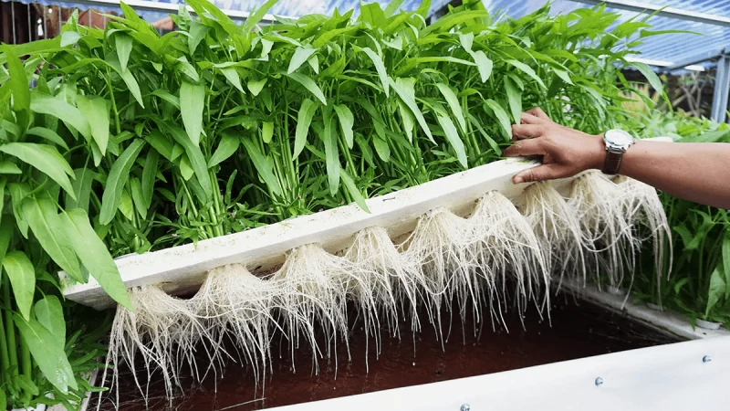 Hydroponic-Roots.jpg