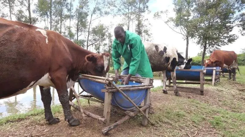 Barrack Oyombe and cattle in Kisumu county. Credit: Collins Oduor via The Saturday Standard